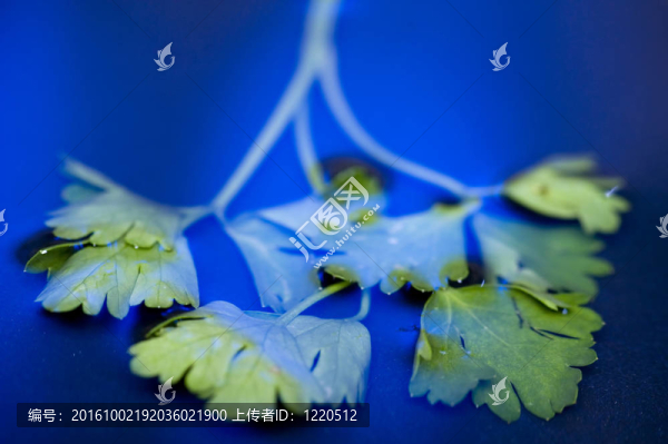 藍(lán)水上的香菜