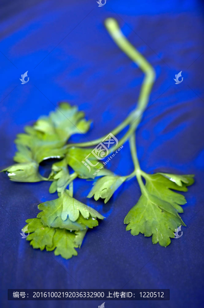 藍(lán)水上的香菜