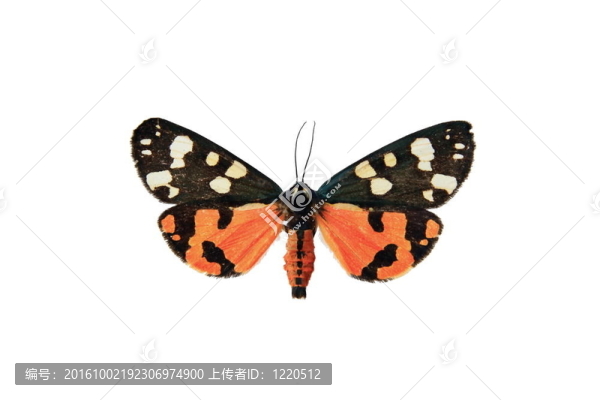 蝴蝶