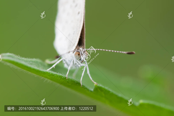 蝴蝶