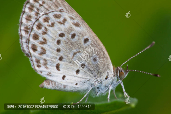 蝴蝶