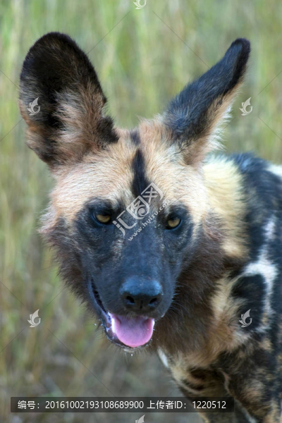非洲野犬