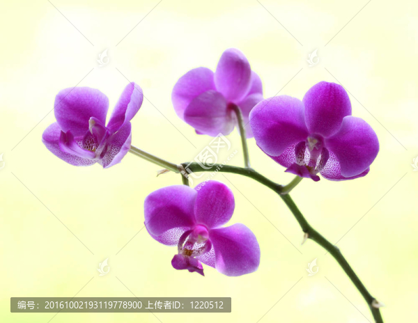 蘭花