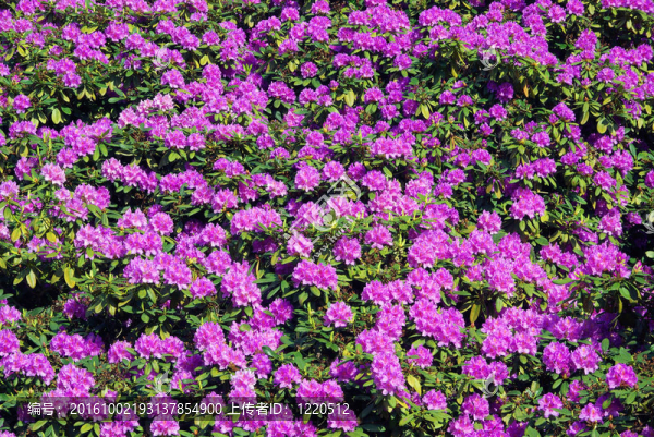 杜鵑花18