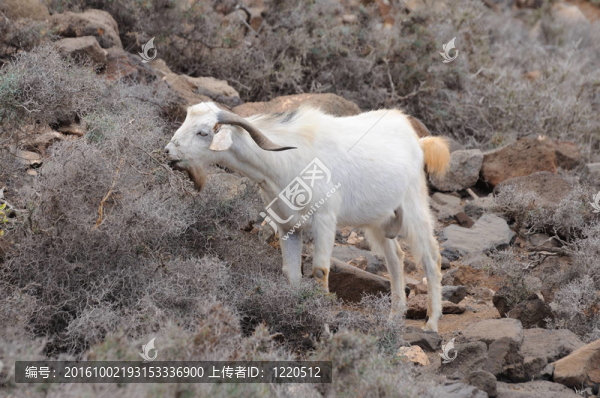 放牧在加那利群島的富埃特文圖拉島島西班牙山羊；
