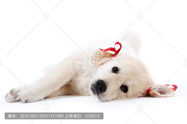 累了休息的獵犬小狗紅色的弓