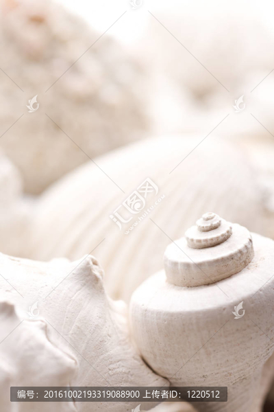 化石貝殼的背景