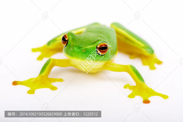 白色背景下的小青蛙
