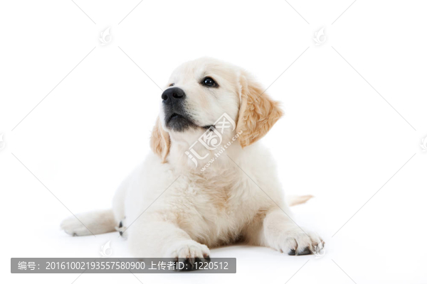 可愛的黃金獵犬小狗躺