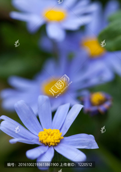 雛菊
