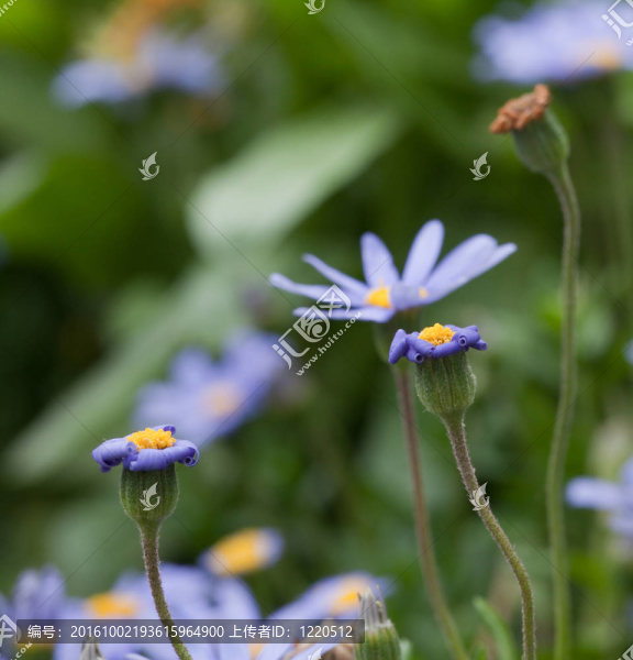 雛菊