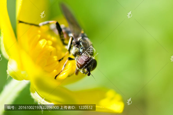 summerfly