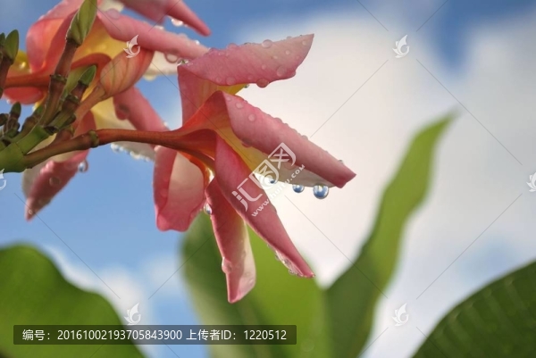 踏板上的雨滴