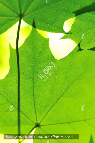 楓葉