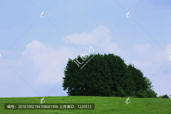 樹