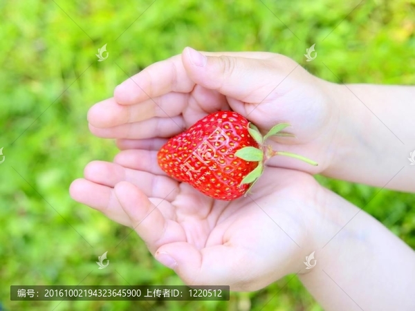 Strawberry的手