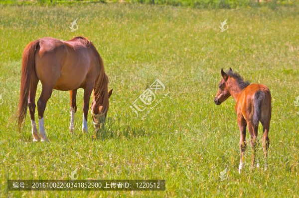 在牧場(chǎng)的母馬和小馬駒