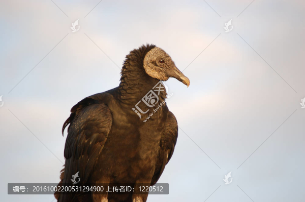黑禿鷲側(cè)面肖像