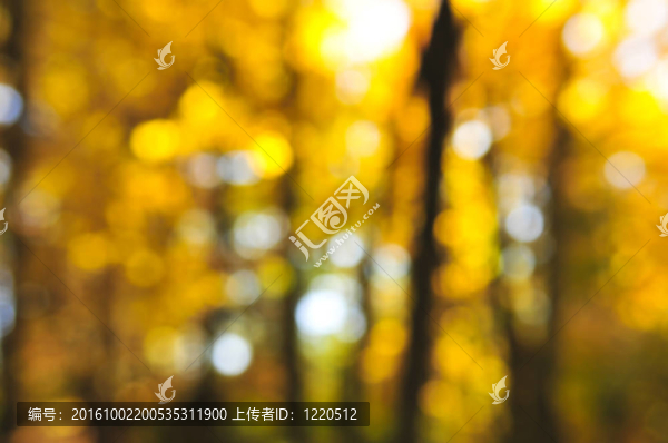 秋天的背景