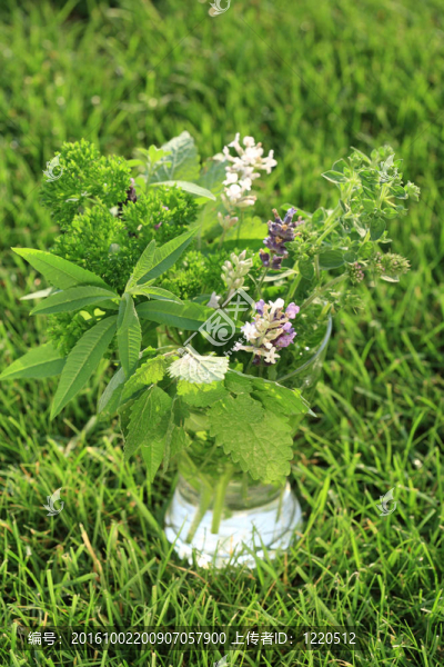 草本植物