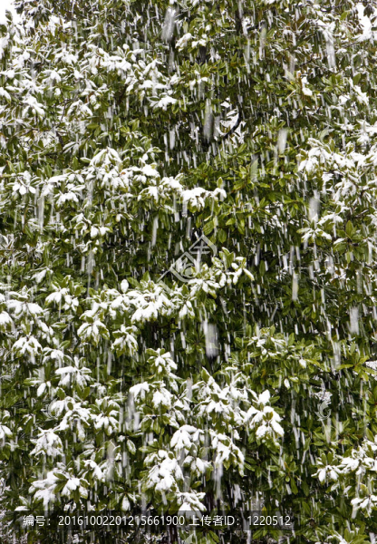 木蘭樹下的雪-匯圖網(wǎng) www.fosd68.com 木蘭樹下的雪