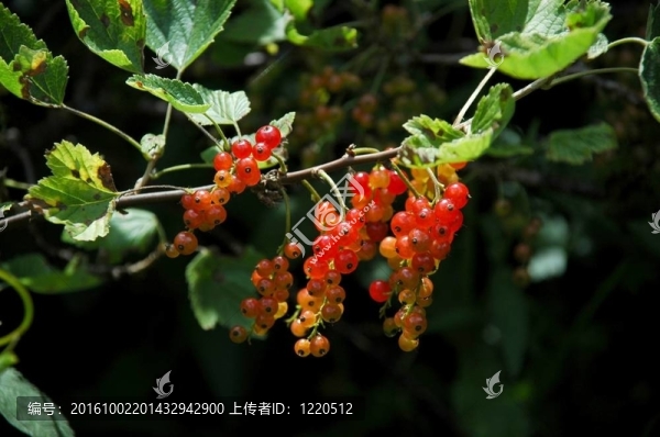 不成熟的紅醋栗