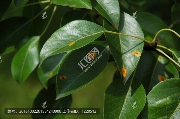 梨葉銹病
