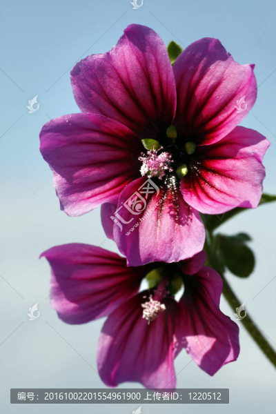 錦葵花