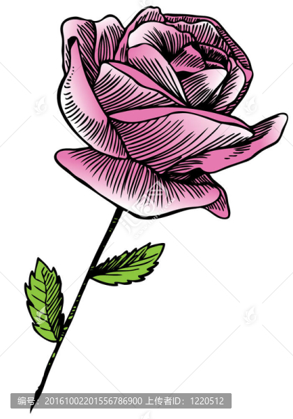 Pink,Rose的繪畫