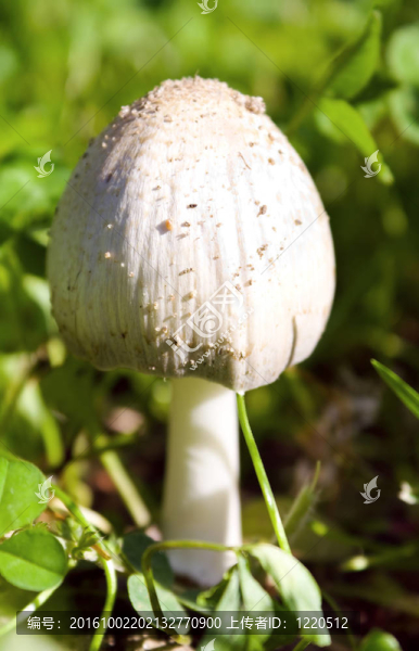 白蘑菇