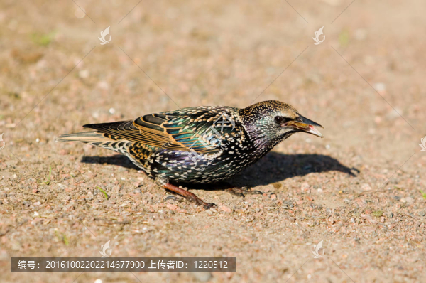 八哥