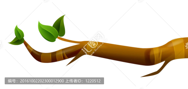 分支