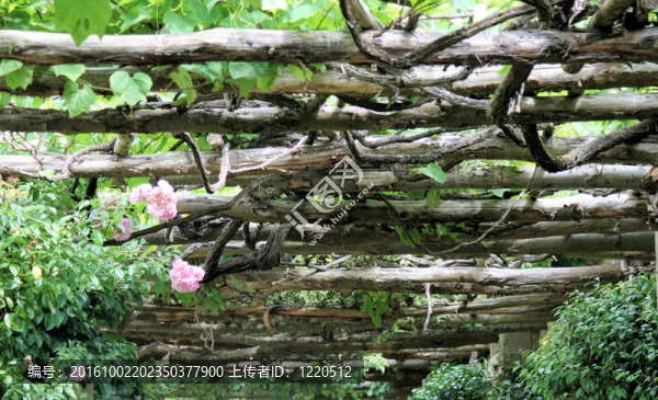 花園走道