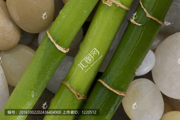 綠色的竹子