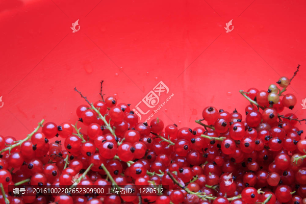 紅醋栗