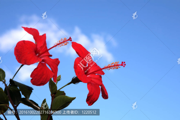 兩芙蓉花在藍天。
