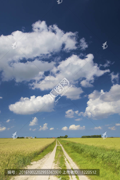 一條空的路穿過(guò)綠色的田野，夏天的天空是蔚藍(lán)的