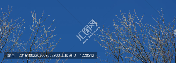 凍樹旗幟