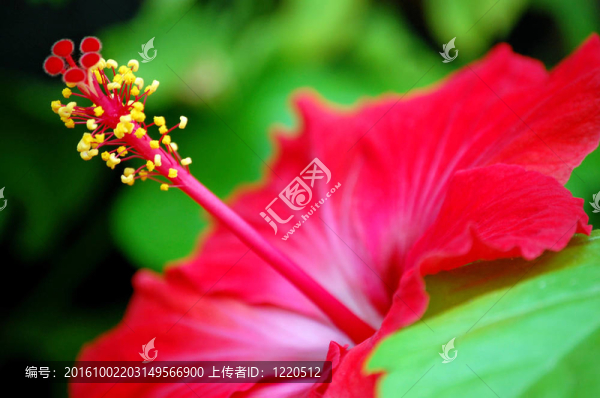 木槿