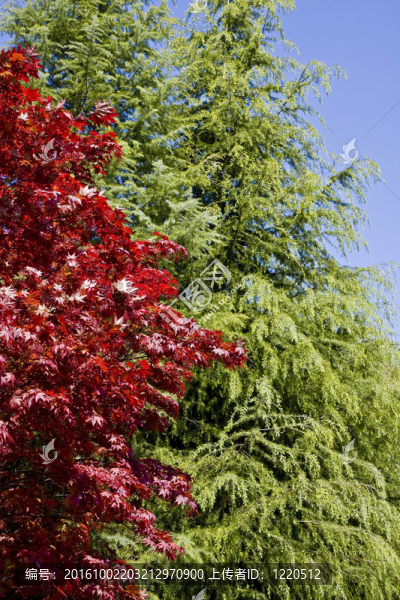 紅樹(shù)和Green,Tree