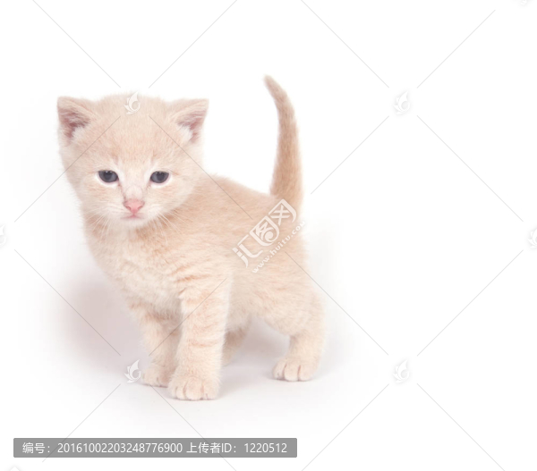 站在白色的黃色小貓