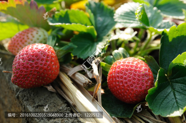 葡萄樹上的草莓