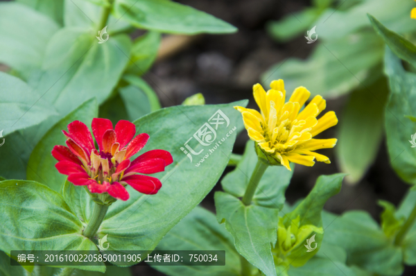 高清花朵攝影
