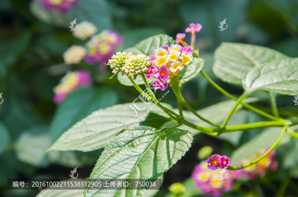 野生植物花草