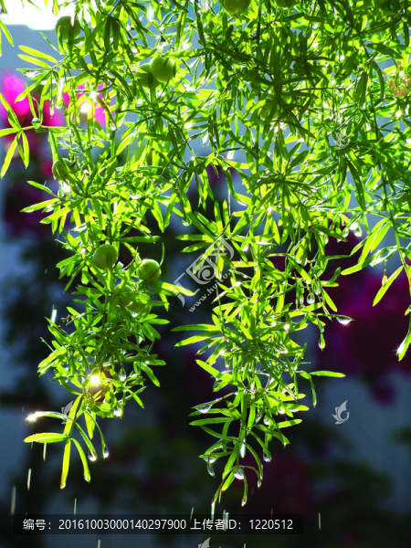 澆灌植物