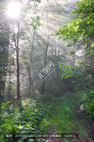 早晨在樹林里
