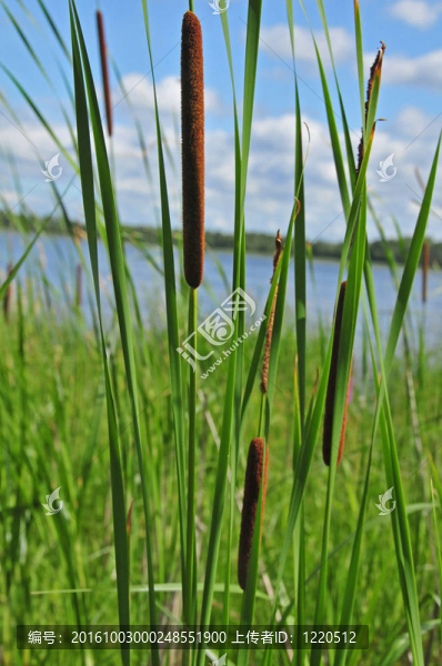 夏天的蘆葦