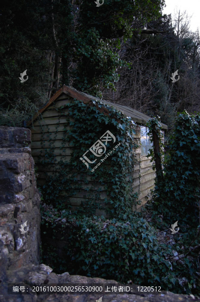 爬常春藤在古老的木制小屋