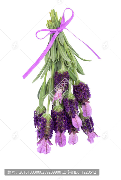 薰衣草的花