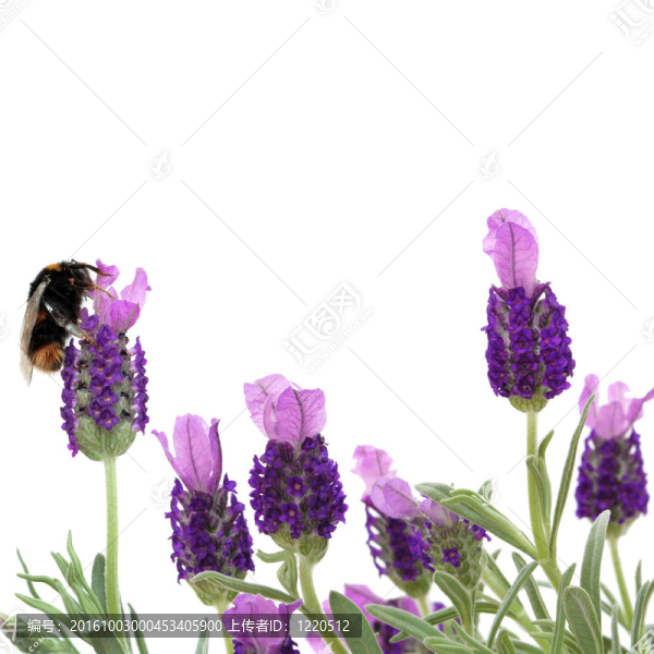 大黃蜂和Lavender,Flowers